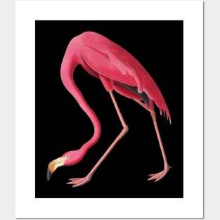 American Pink Flamingo Colorful Flamingo Bird Vintage Illustration Posters and Art